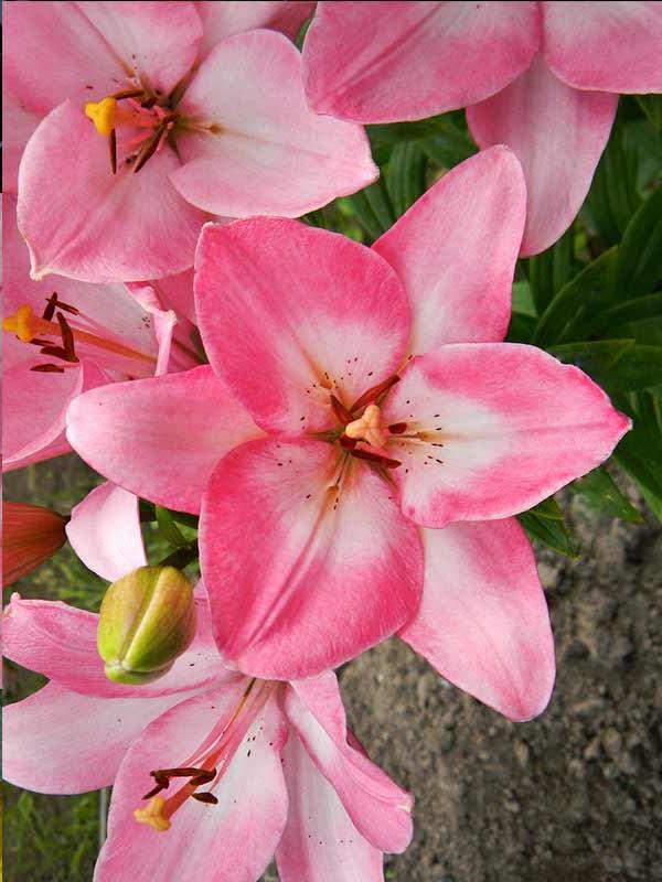 Лилия ла альбуфейра в Москве