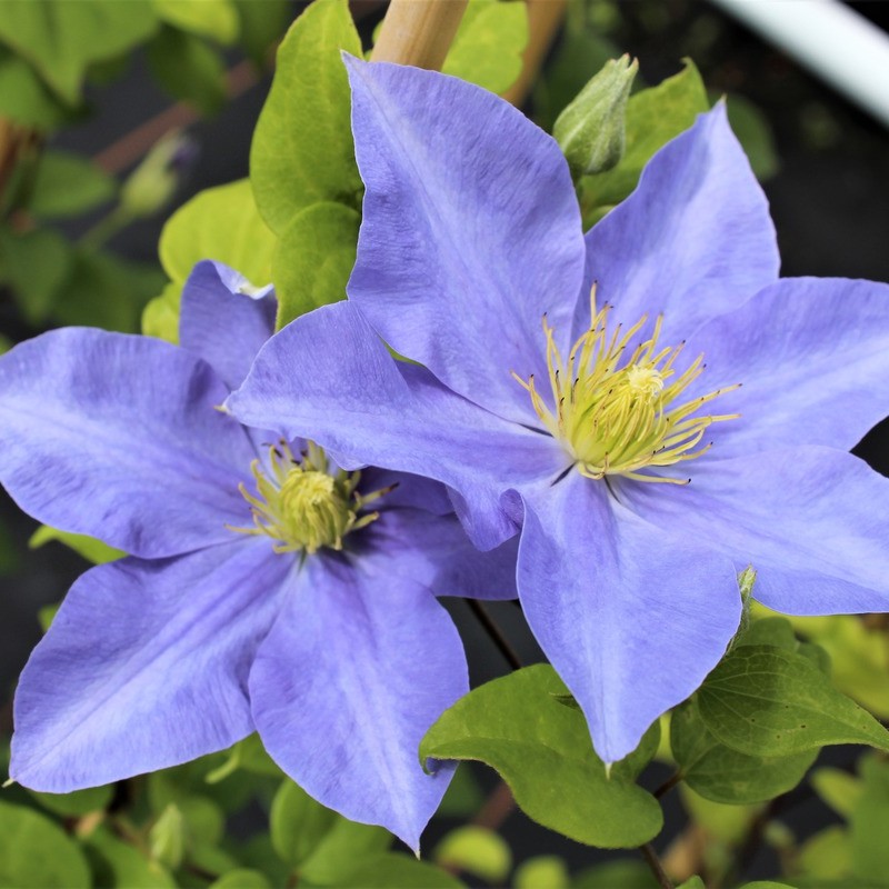 Клематис синий