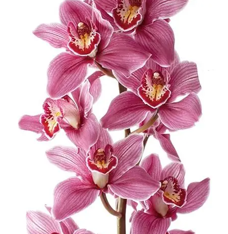 Cymbidium pops pink