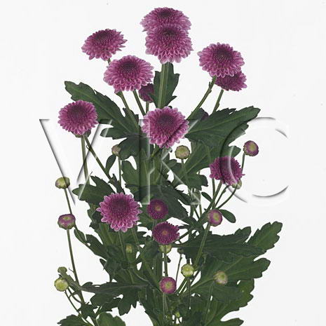 Chrysanthemum santini cheeks dark