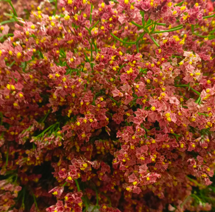 Limonium diamond maxima