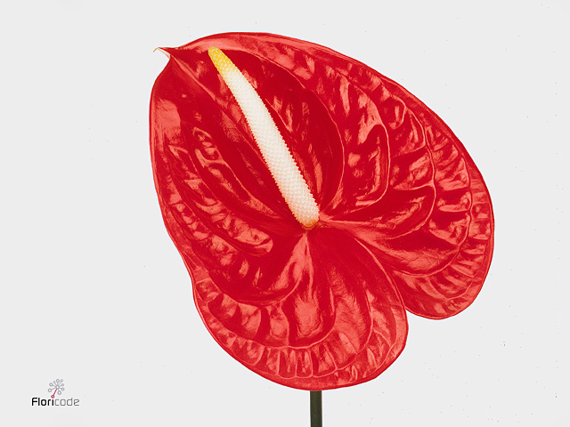 Антуриум фаер