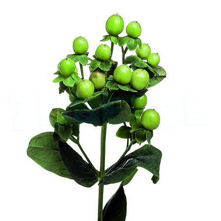 Гиперикум лаки романс