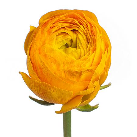 Ранункулус клуни парео в Москве