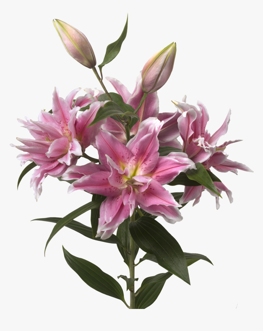 Lilium or roselily natalia