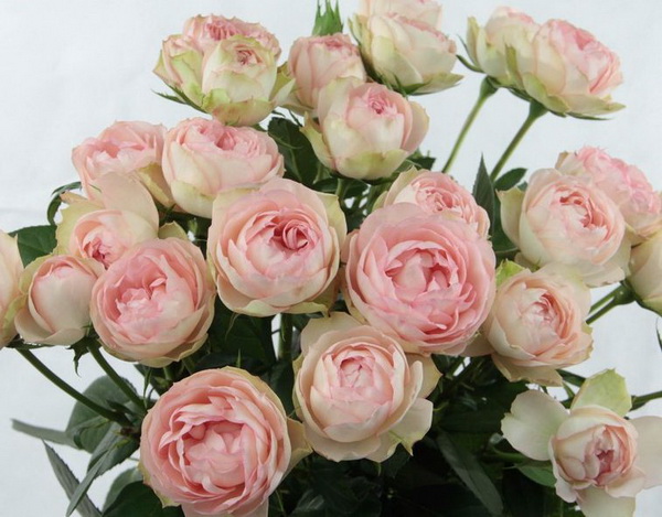 Роза тр лавли рококо в Новосибирске