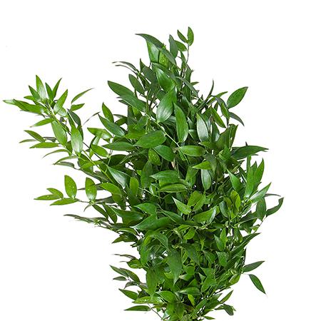 Листья Рускус короткий