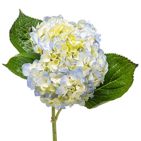 Гидрангия селект блю