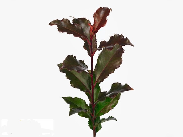 Фотиния меджикал вулкано