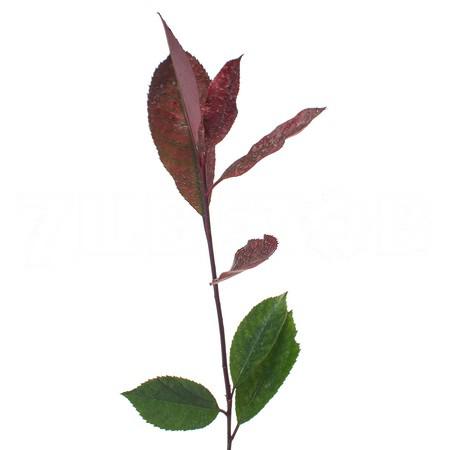 Photinia red robin