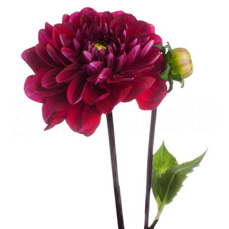 Dahlia red runner