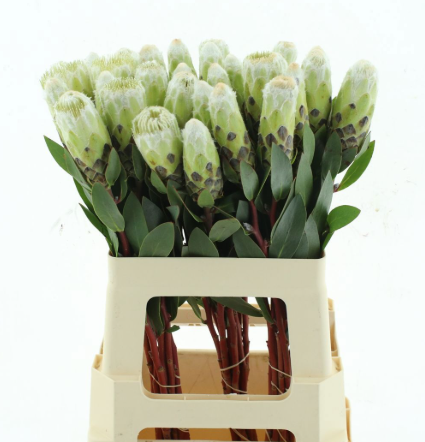 Протея мундиал в Москве