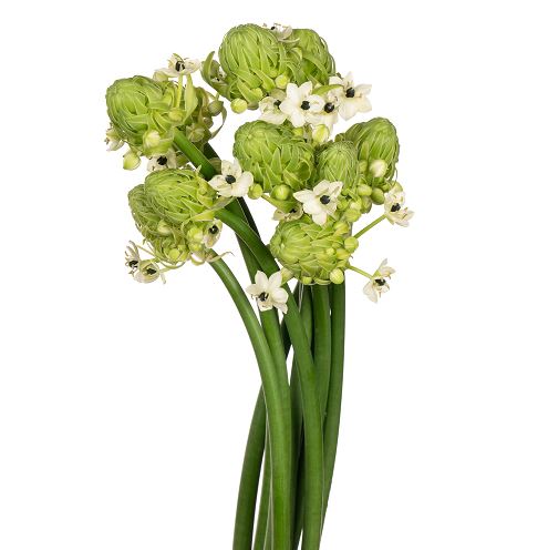 Ornithogalum arabicum