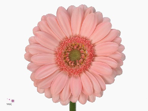 Гербера мини беллита