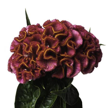 Целозия пепл