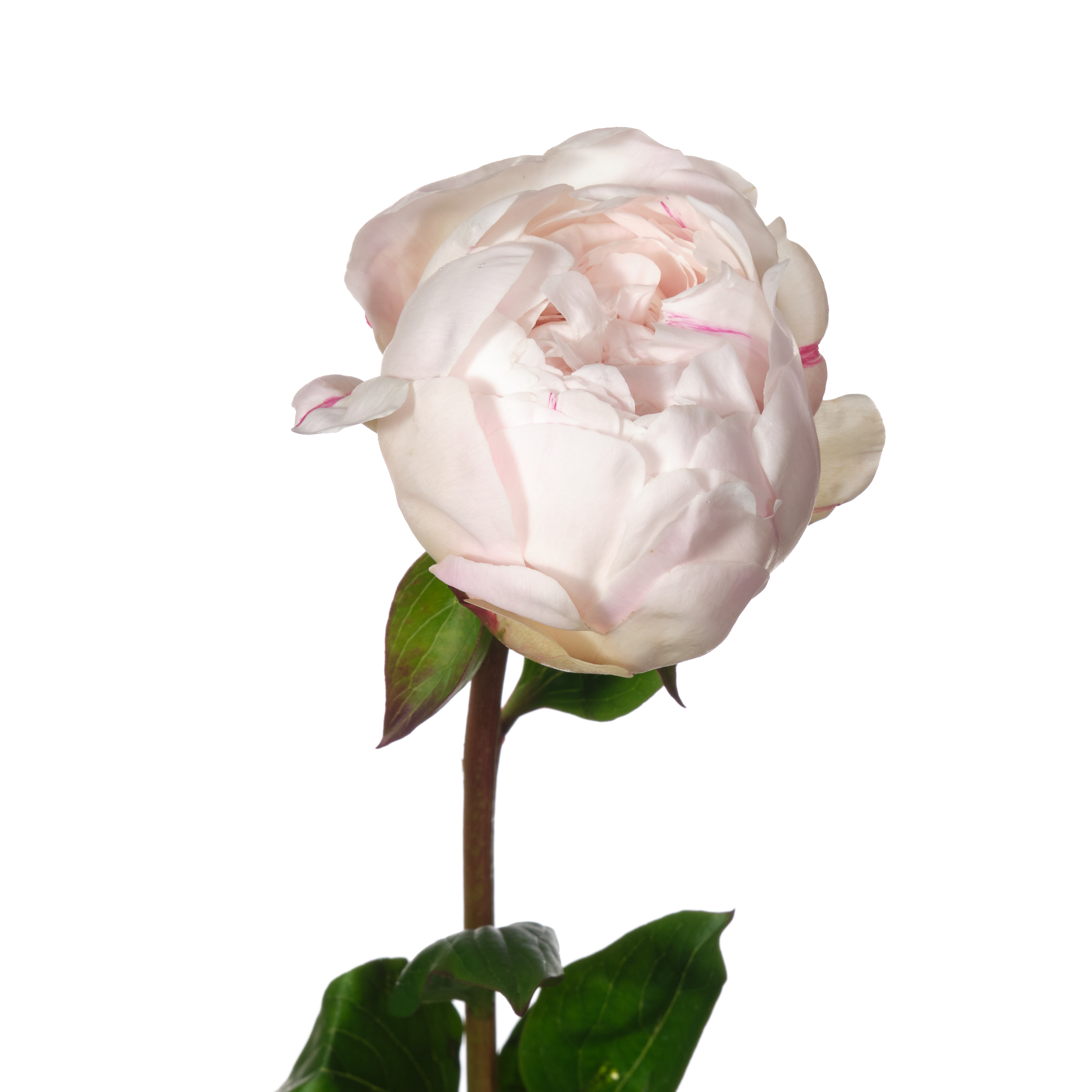 Paeonia class act