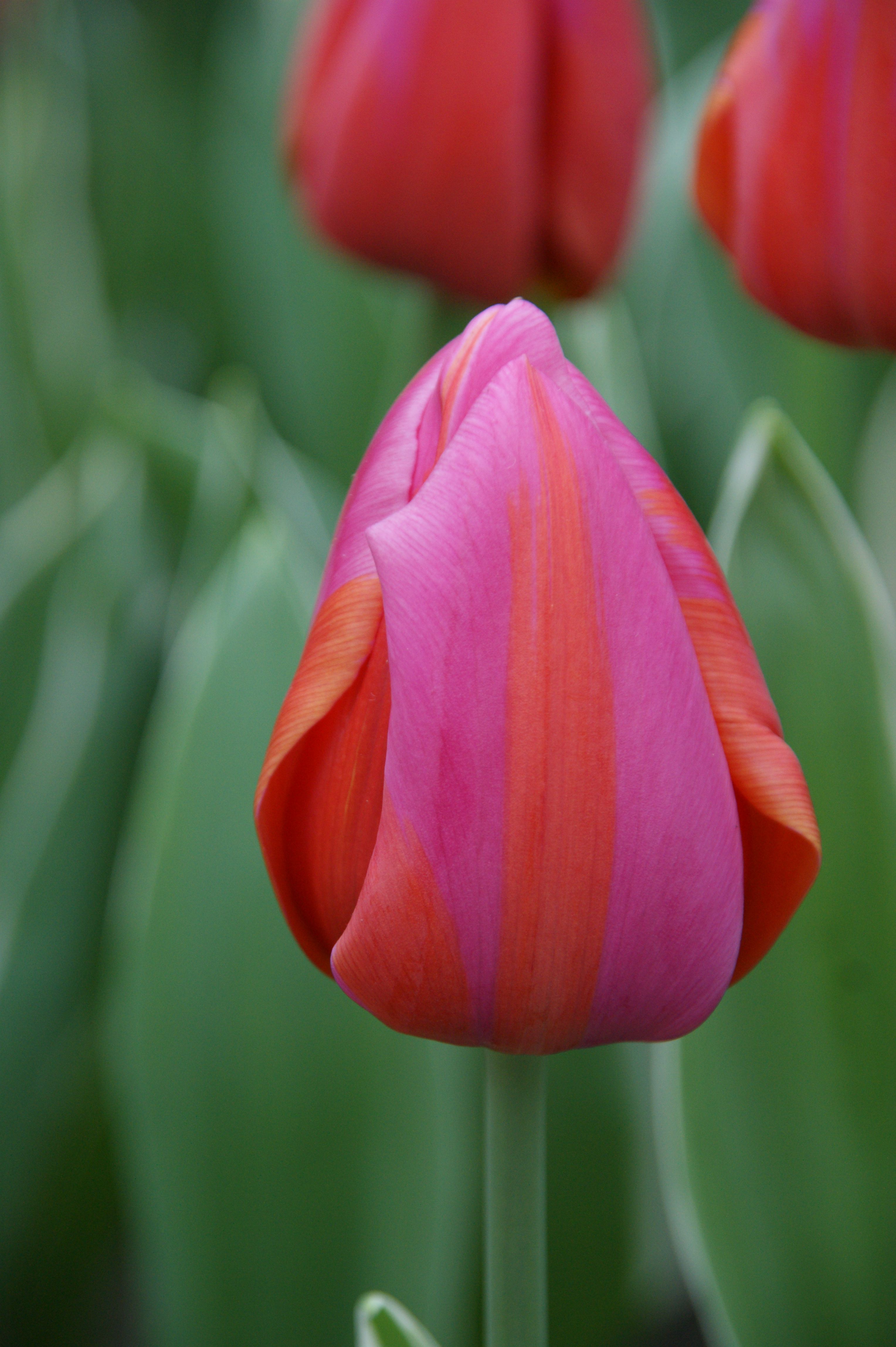 Tulip enkel aphrodite