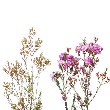 Хамелациум микс