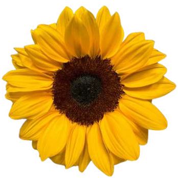 Helianthus vincents choice