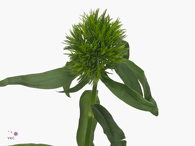 Carnation barbatus aldo green 