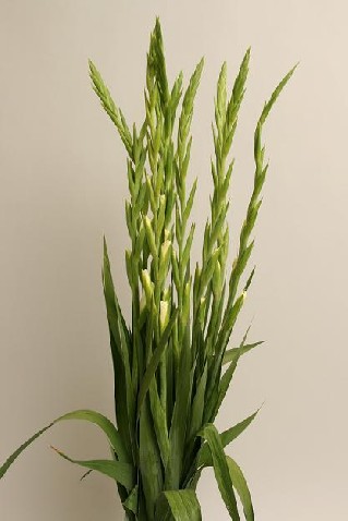 Gladiolus white 