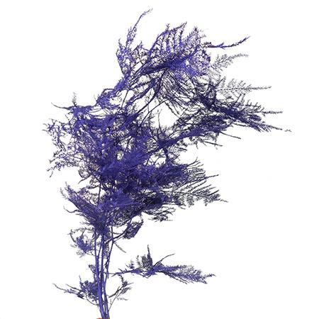Blad Asparagus tinted plumosus purple