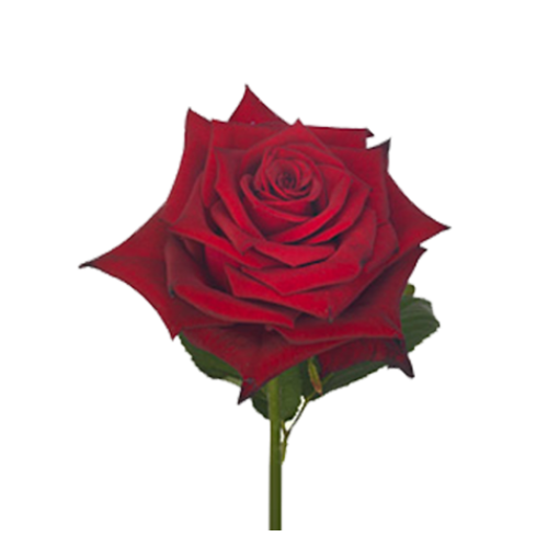 Rose monte carlo