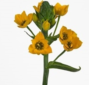 Орнитогалум голд стар в Новосибирске