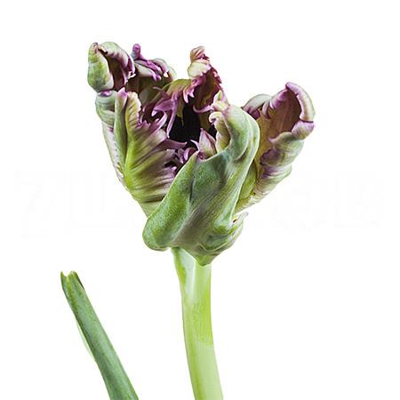 Тюльпан попугайный блэк пэррот