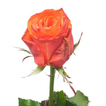 Роза однг вайлд кард в Москве