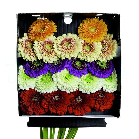 Гербера помпони микс в Москве