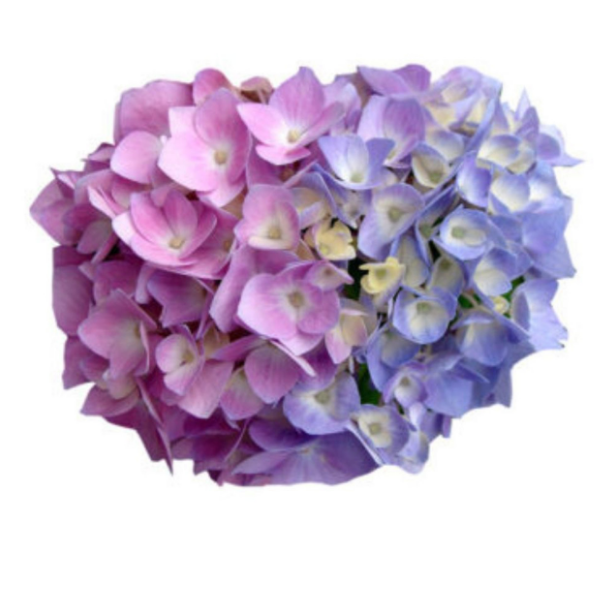 Hydrangea bi-colour