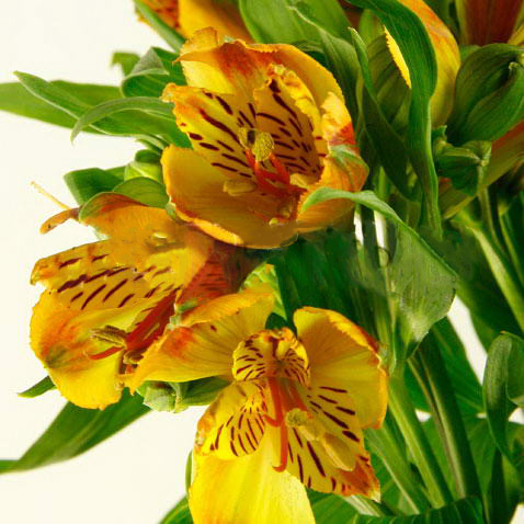 Альстромерия флейм в Москве