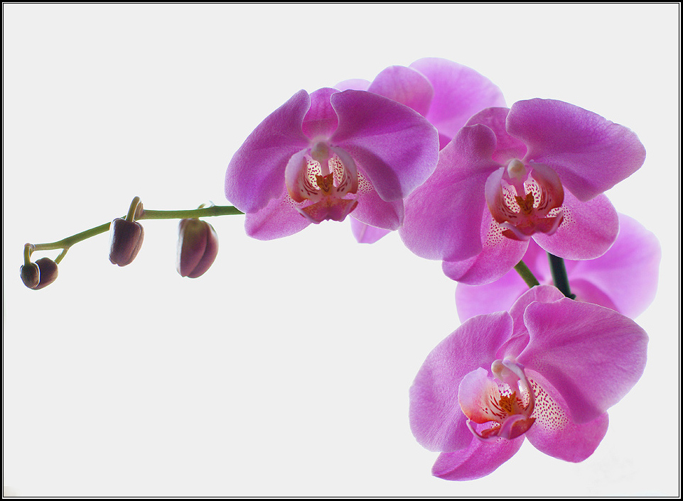 Phalaenopsis happy valentina