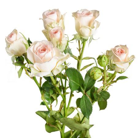 Rose spray queen 