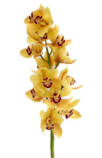 Cymbidium glitter yellow