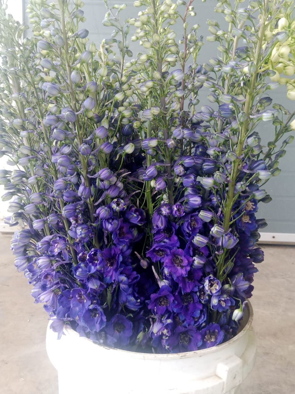Delphinium elatum el purple
