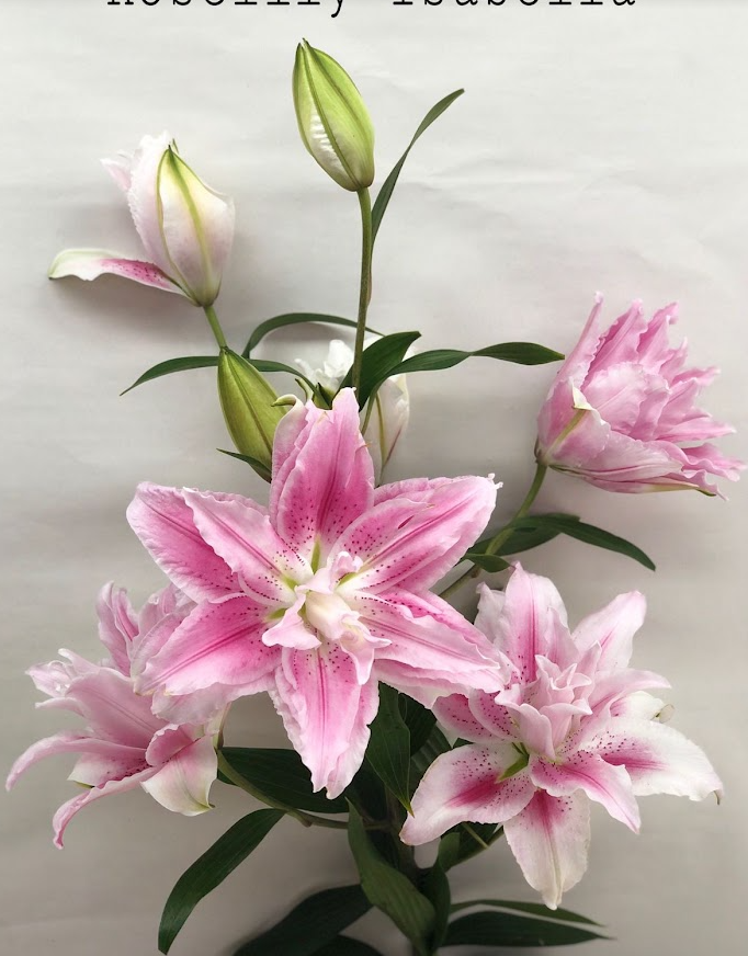 Lilium or roselily isabella