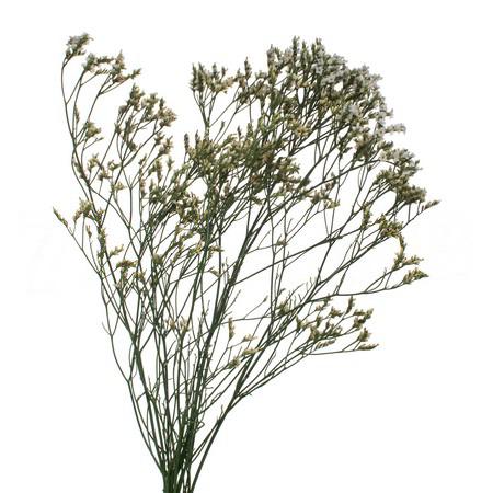 Limonium diamond cool