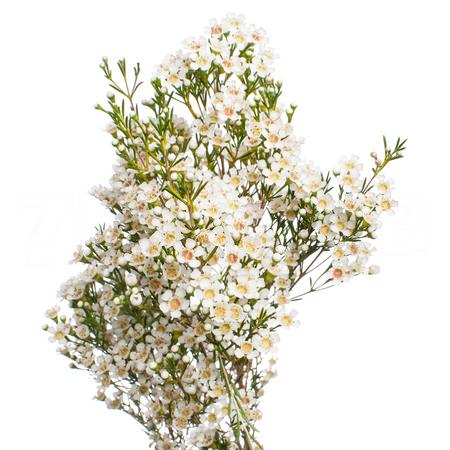 Хамелациум перл батнз