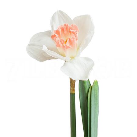 Нарцисс розовый шарм