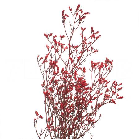 Лимониум краш. красный в Москве