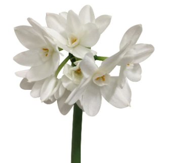 Нарцисс зива в Новосибирске