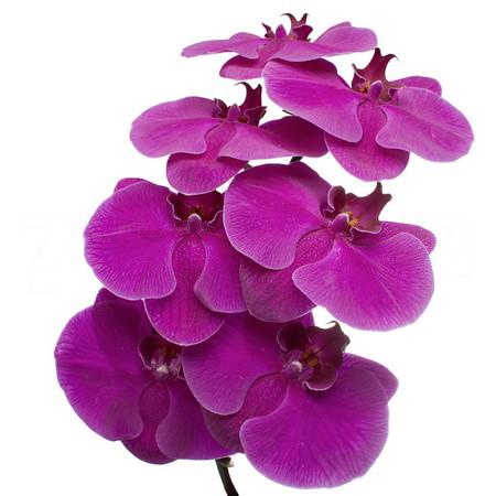 Фаленопсис пурпурный