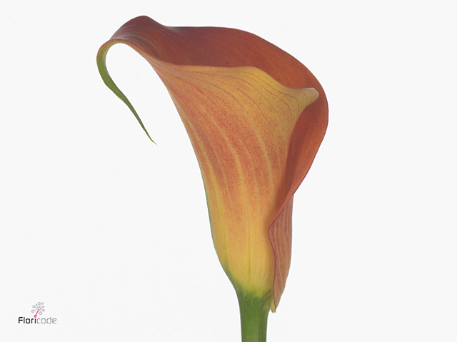 Zantedeschia dutch glory