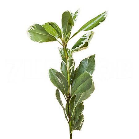 Листья Питтоспорум вариегата