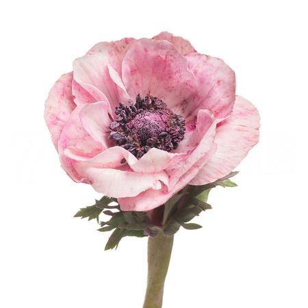 Anemone mistral pink