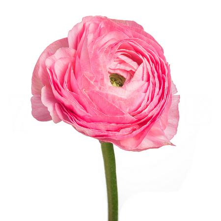 Ранункулус клуни темно-розовый в Москве