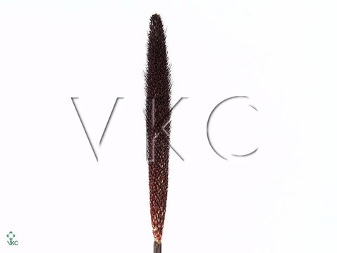 Pennisetum black magic