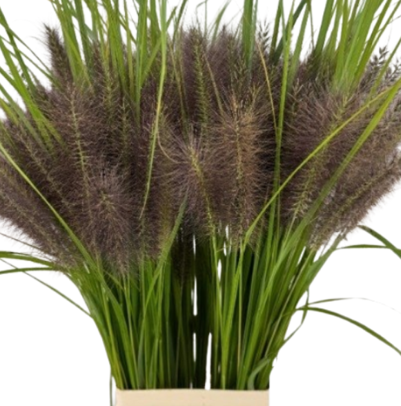 Pennisetum black magic